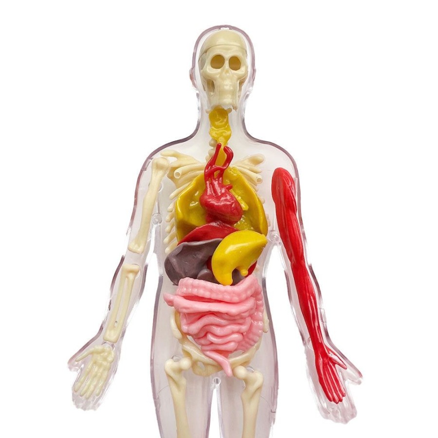 Science Toys & Kits Thames & Kosmos | Ooze Labs: Visible Human Body With Squishable Organs